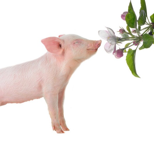 育肥猪的饲养管理技术，育肥猪养殖注意事项，养猪人要记好