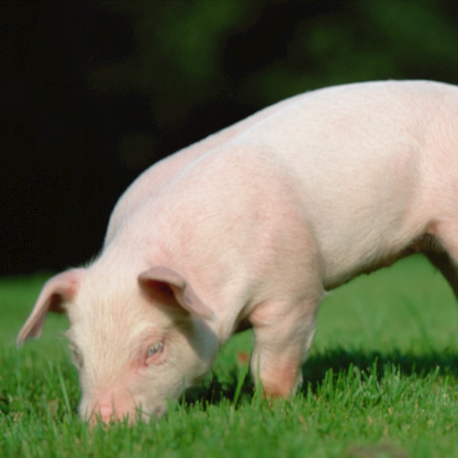 豆粕市场能否借美豆东风再冲高？