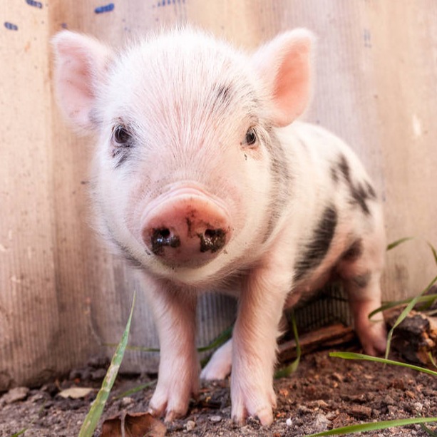成本决胜时代，养猪业正在经历怎样的生死淘汰赛？