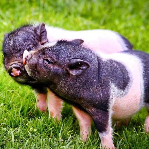 谁在拖后腿？百万头生猪产能调减政策卡壳，龙头企业主动减产，散户苦撑！竟有个别企业坐等“搭便车”？