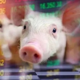 文章回顾 | 广西大学动科学院应用育肥效率指数综合评价育肥猪饲养管理效果