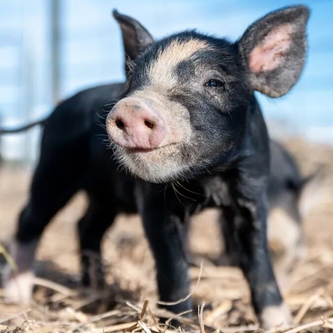 规模化猪场中科学保温的重要性及科学措施探析