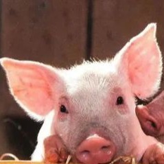 治疗猪呼吸道病用药技巧！