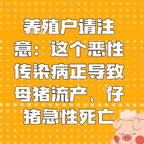 养殖户请注意：这个恶性传染病正导致母猪流产、仔猪急性死亡