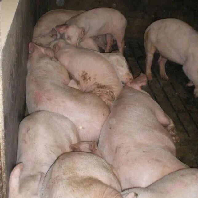 现场不解剖的情况下如何识别保育猪已经感染圆环问题？