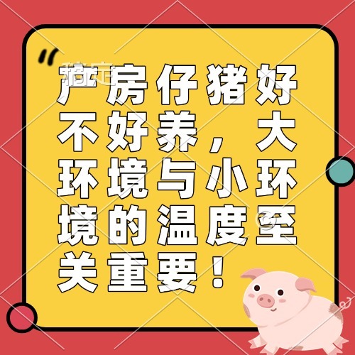 产房仔猪好不好养，大环境与小环境的温度至关重要！