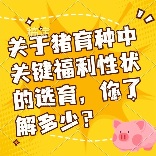 关于猪育种中关键福利性状的选育，你了解多少？