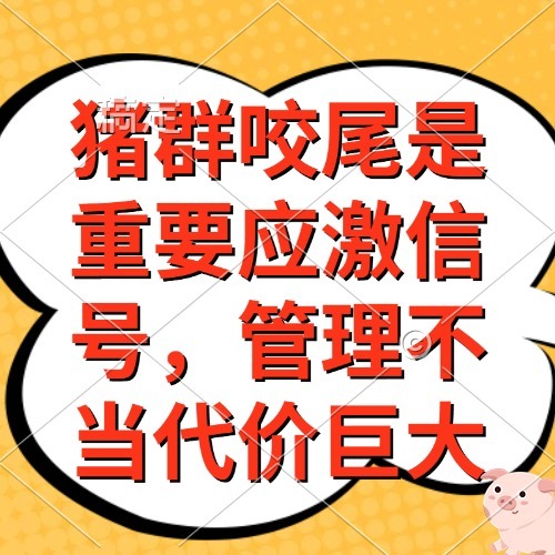 猪群咬尾是重要应激信号，管理不当代价巨大
