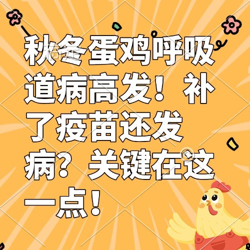 秋冬蛋鸡呼吸道病高发！补了疫苗还发病？关键在这一点！