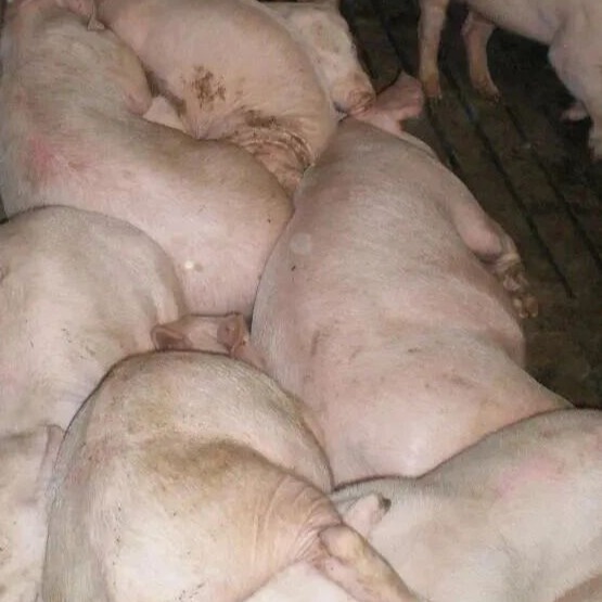 后备猪隔离与驯化、入群前健康管理标准