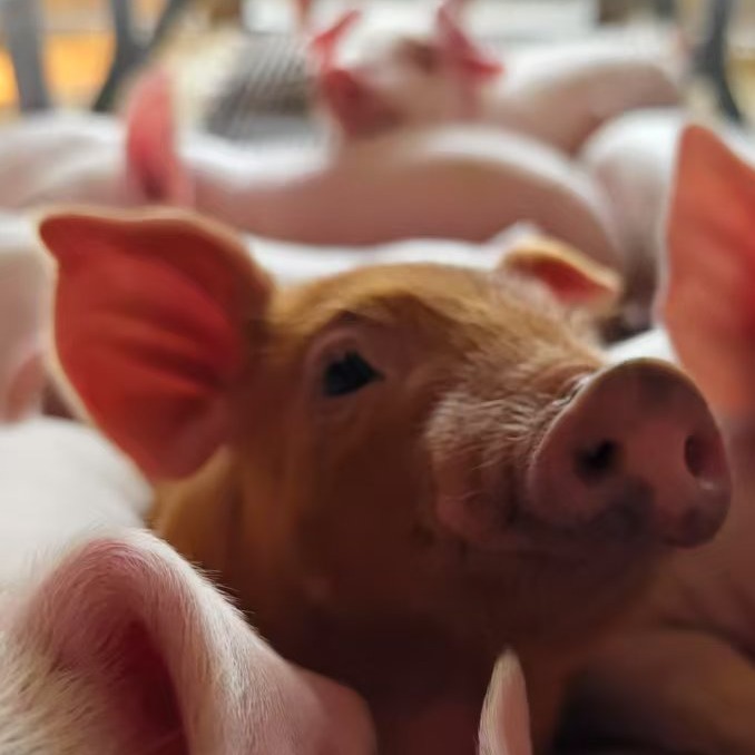 从经验到算法：散户养猪如何借力智能化降本？