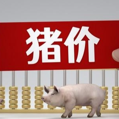 11月14日猪价｜市场分化明显，散户扛价，猪价能否迎来转机？