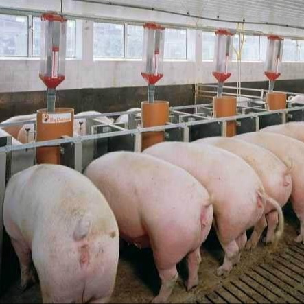  提升育肥猪日增重与降低料肉比的综合技术方案