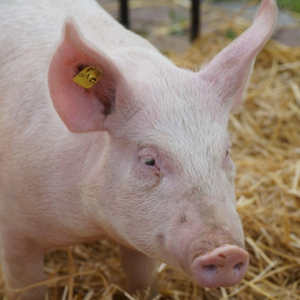 一周国际动物疫情动态-532期