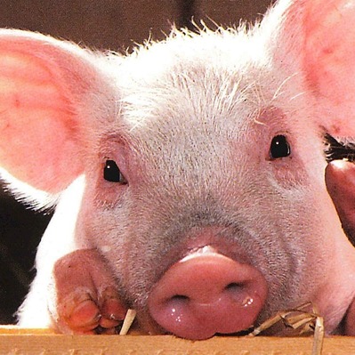 猪场常见疾病的治疗技术：猪灌肠术，子宫冲洗术