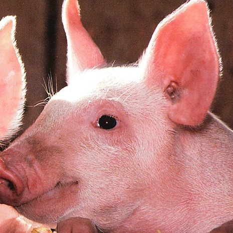 养猪必知：猪皮肤发红，8大疾病防治全攻略