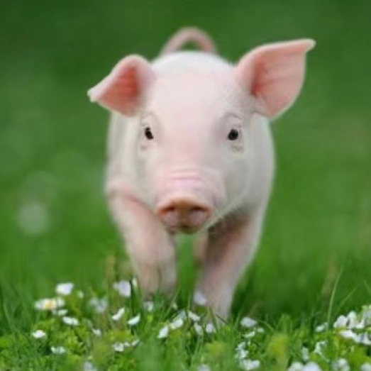 母猪场母猪胀气死亡处置