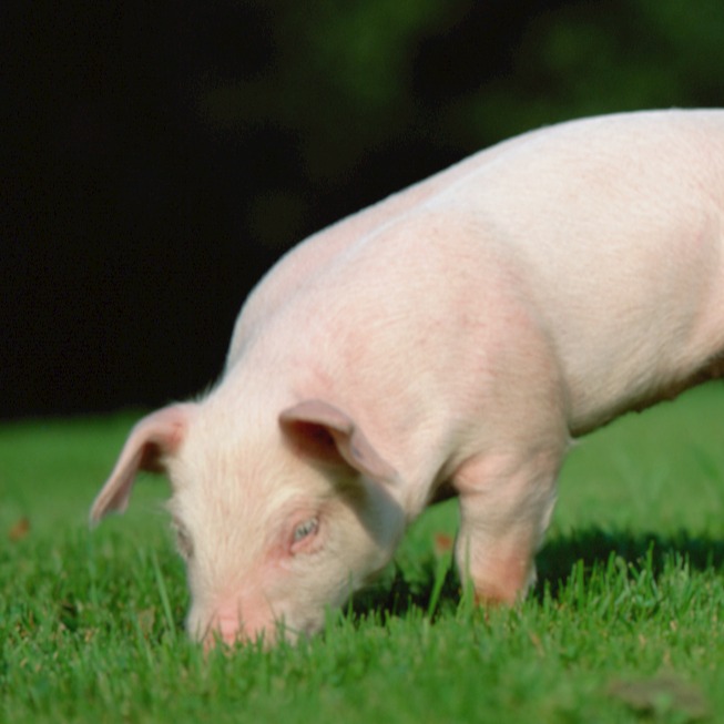 全国生猪养殖迎政策暖流：多地推出真金白银补贴，兼顾规模升级与中小户保障