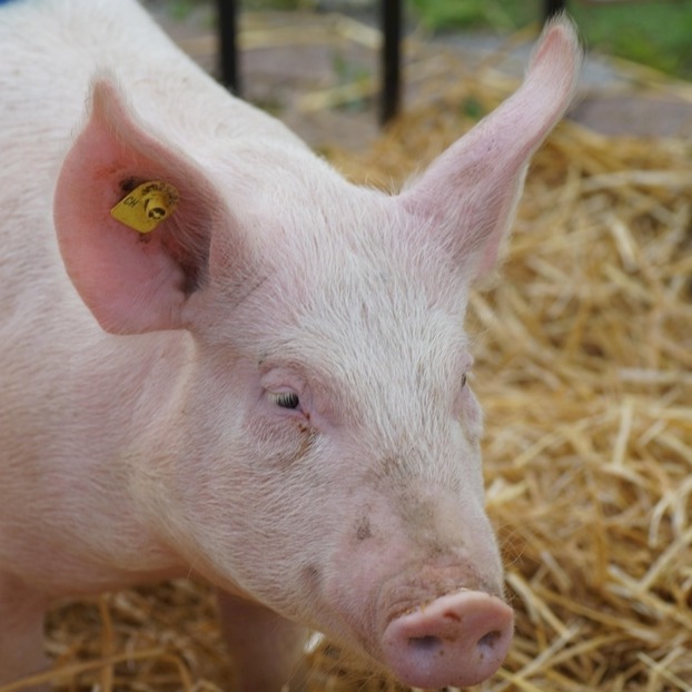 农业农村部举行学习贯彻党的二十届四中全会精神宣讲报告会