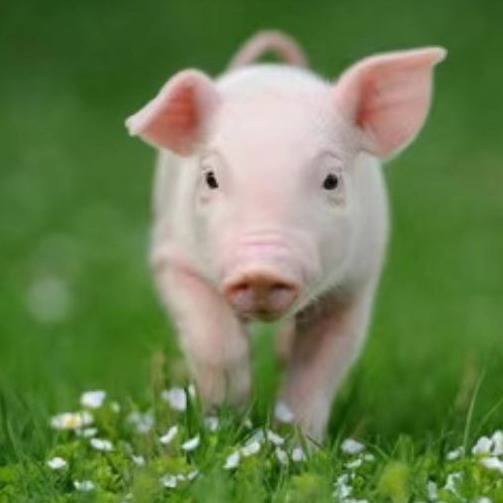 预防产房仔猪腹泻的策略