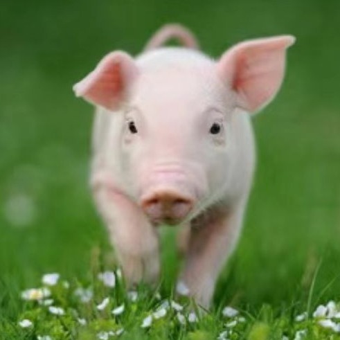  哺乳阶段母猪营养与饲喂管理