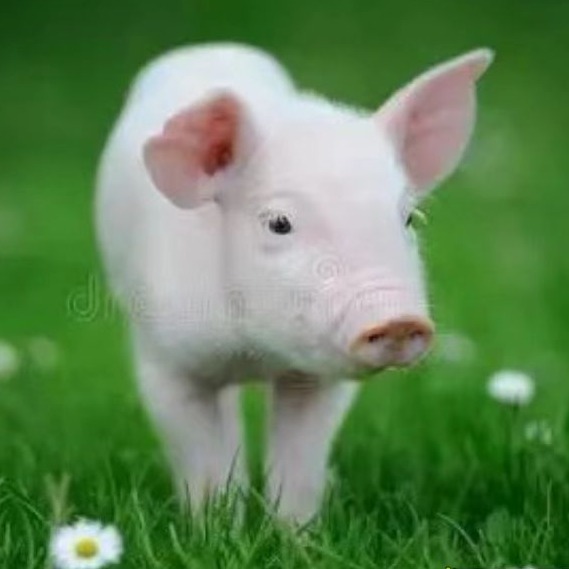       冬季母猪管理要点