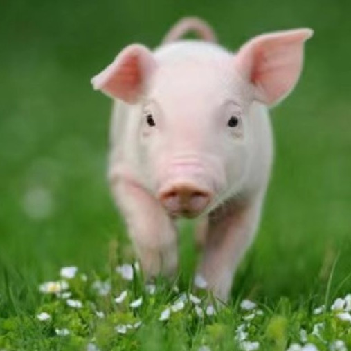 后备母猪管理要点