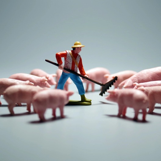 规模场与散户的 “出栏节奏博弈”〡能繁母猪