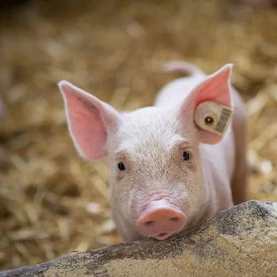 【猪价】2025.11.17福建各地区每日最新猪价