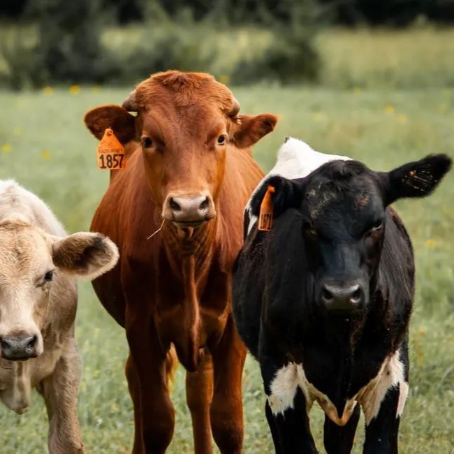 牛食欲差？就用这5招轻松调理好！