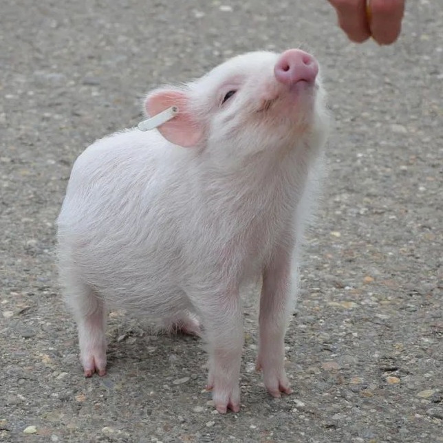 涨涨涨！狂飙26%，仔猪价格强势拉涨！已冲高至240元/头，仔猪市场上演反转！