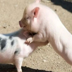 仔猪“抖抖病”你我不知道的问号！