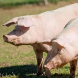 生石膏在养猪中的用途，太实用了！