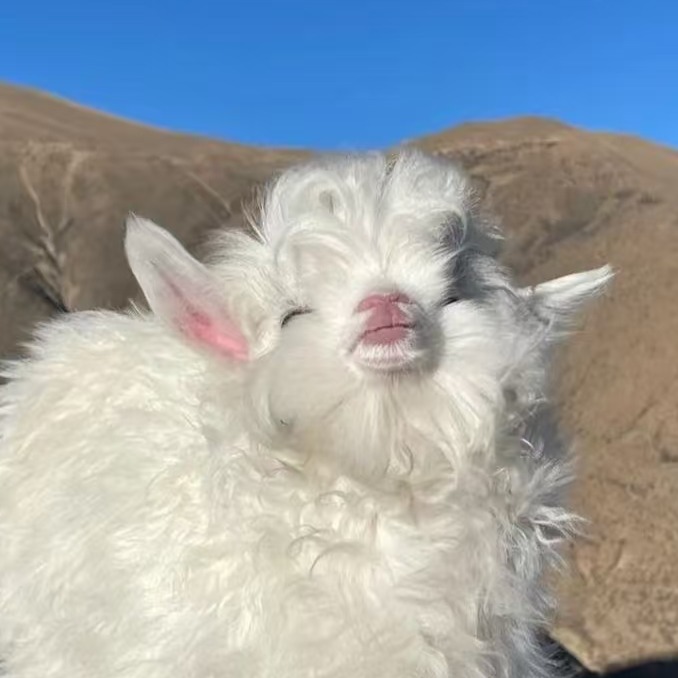 反刍兽的“化学调节师”—小苏打对肉羊育肥的深远影响