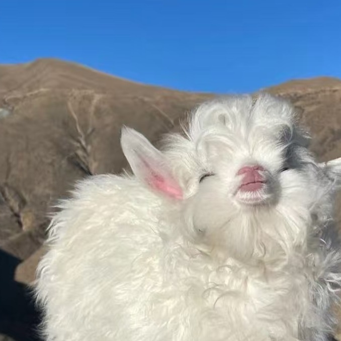 养羊经验 南方山区适合养什么羊？