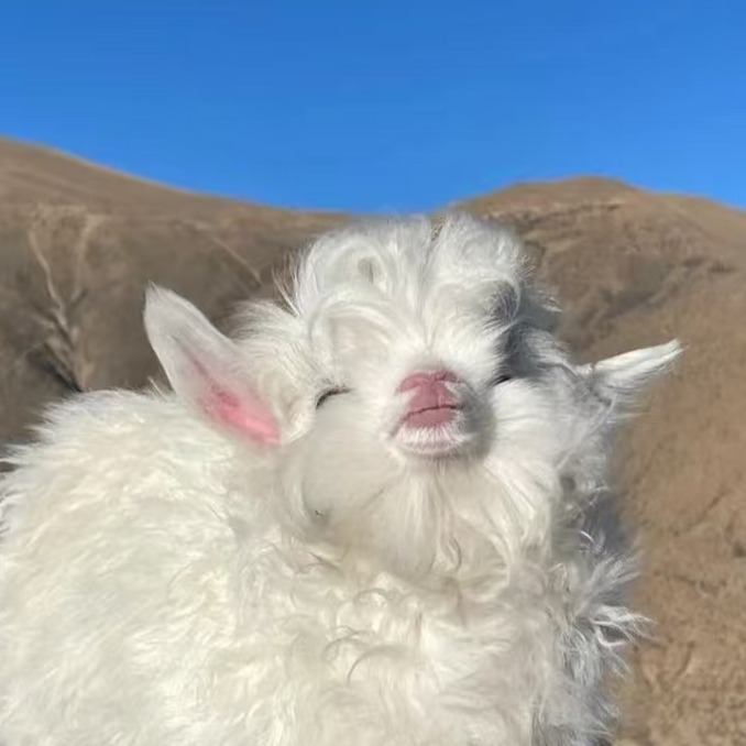 肉羊长势最关键的四点，很多羊友没做对！