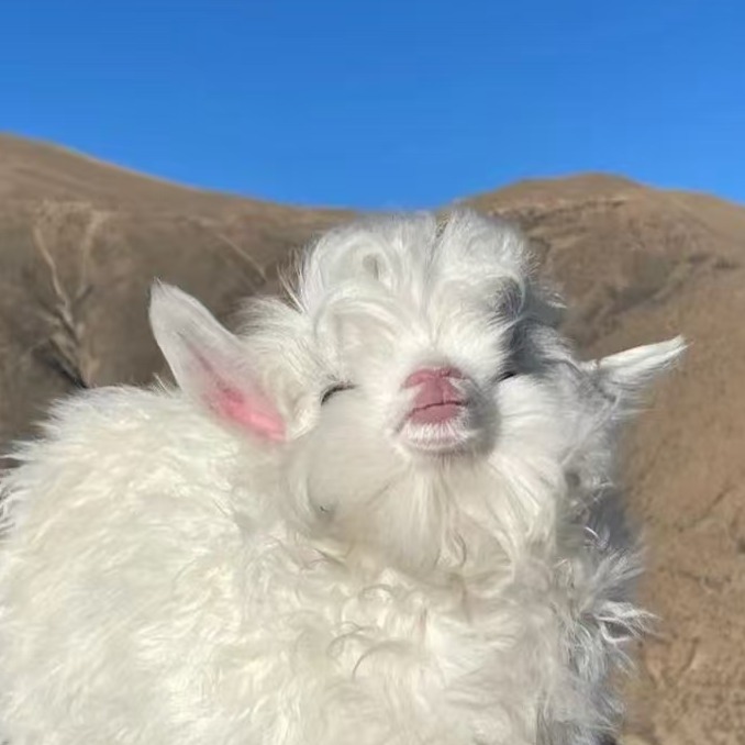 种公羊怎么选最好，种公羊的饲养管理要点