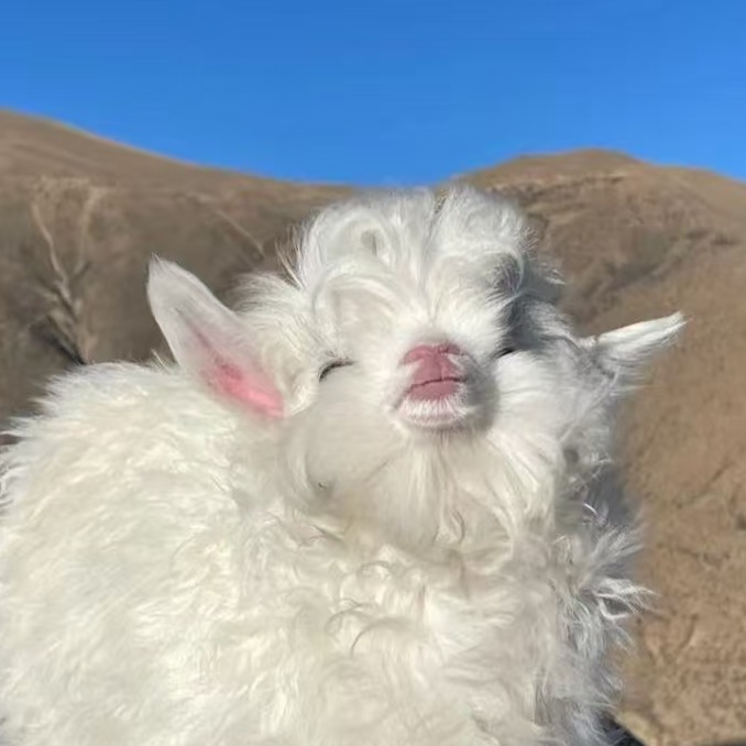 花生壳可以喂羊吗？