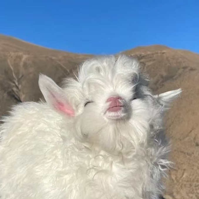 要想养肥羊，先养好羊胃！