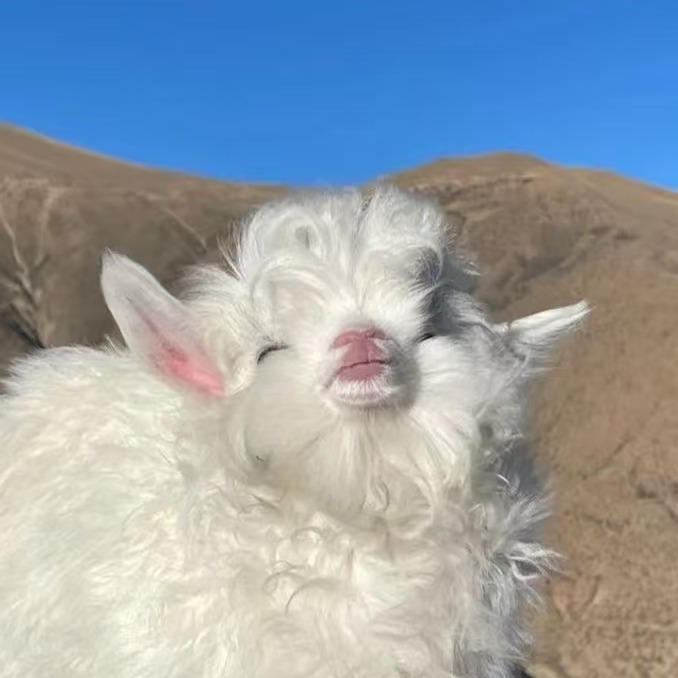 羊吃毛是什么病？如何治疗？