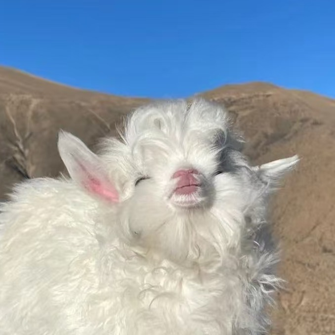 为什么很多人说养羊不赚钱，到底是不赚钱还是没找到方法？