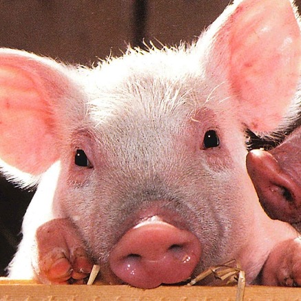 湖北启动 1000 吨省级猪肉临时收储 多维发力稳市场护民生