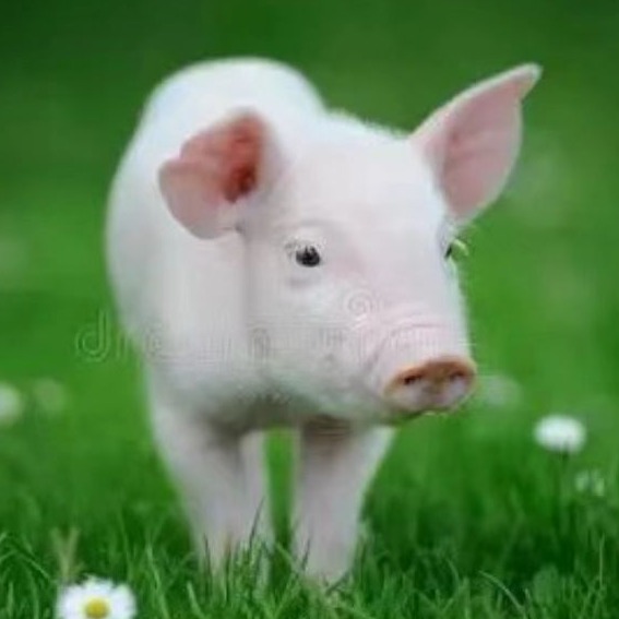 猪场流行性腹泻预防 