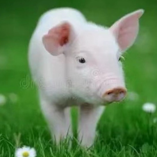 母猪产后不食预防与治疗