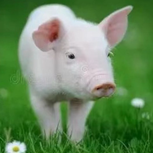 冬季生物安全要点