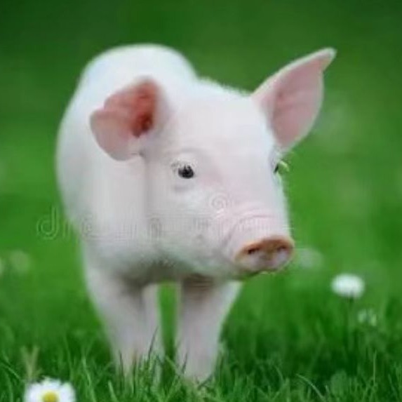 保育阶段的饲料过渡要点