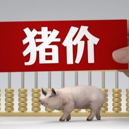 11月18日猪价｜供需博弈，市场短期能涨吗？