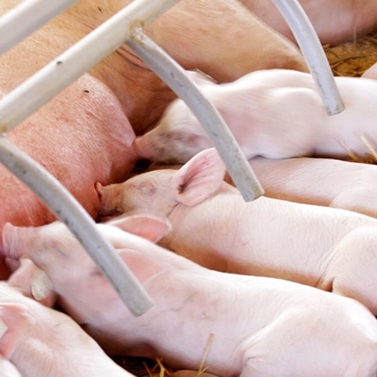 大降温，需求有望增长〡仔猪价格稳步回升