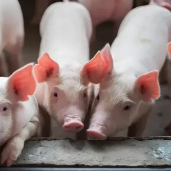 一头猪竟卖出10.8万元！料肉比、增长速度、抗逆力、繁殖率等方面优势突出