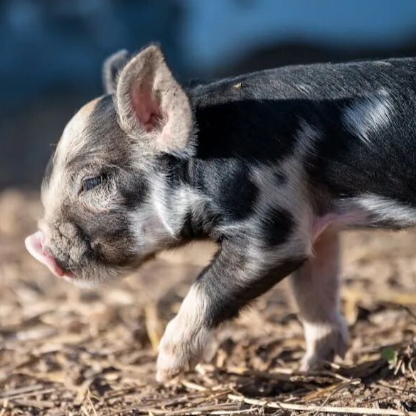 近期猪场生猪突发死亡，病死率100%！养猪人要注意了！